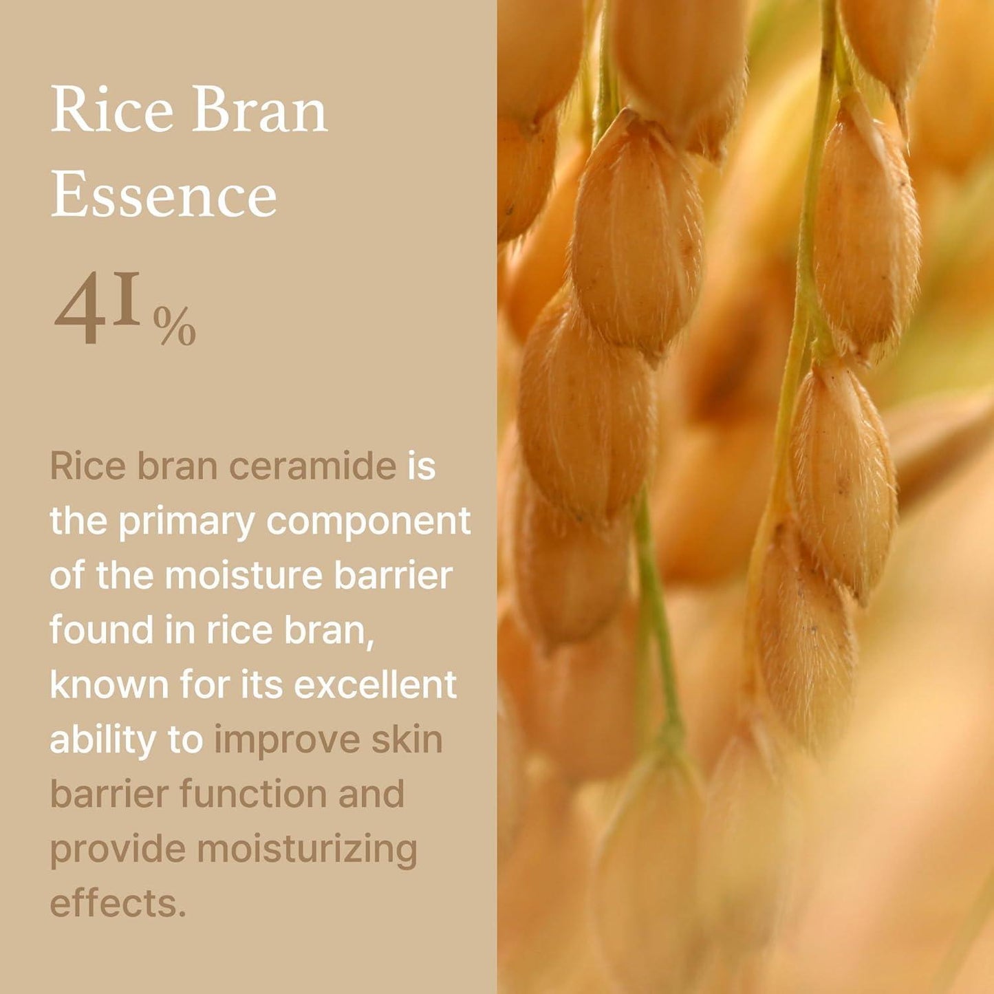 Rice Cream 50g – Cruelty-Free | Hanara
