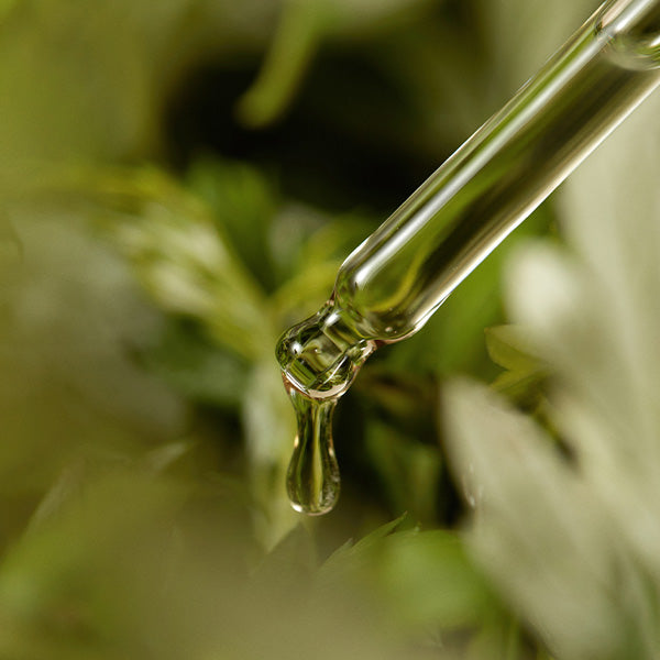 Mugwort Serum 30ml – Cruelty-Free | Hanara